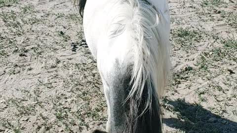 Just a Bird and Her Horse