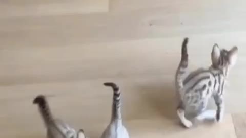 Animal cute video funny comedy
