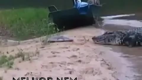 Ferroz alligator steals fish from fisherman!