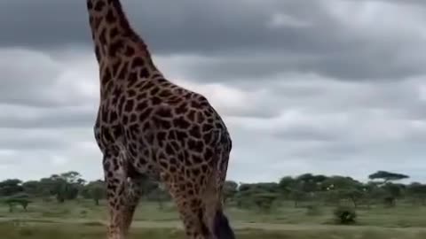 Giraffe Defense through Kicks