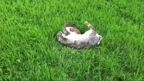 Stoat VS rabbit