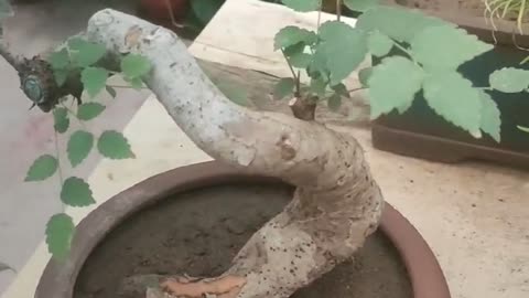 Small locust tree potted plant