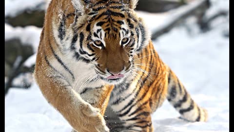 The Siberian tiger 🐯❤️