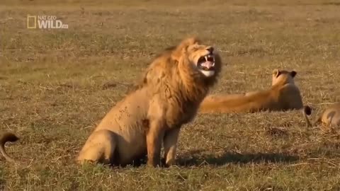 funny lion laughing video/😂😆🤣