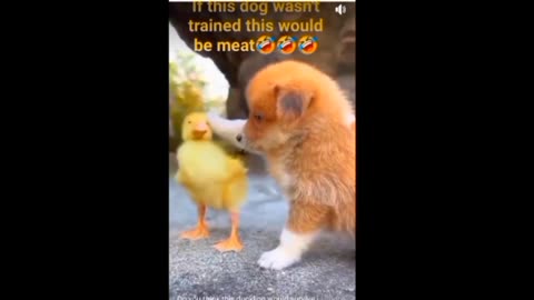 What this puppy did will surprise you 😧