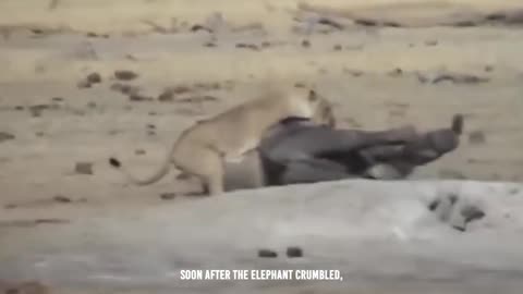 Nature's Savage Ballet: Lion Tearing Elephant's Belly Unveils Harsh Reality! 🦁😱🐘