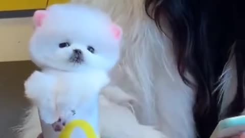 Cute Puppy In Glass | funny videos | pet funny #shorts #FNpet #funnypet