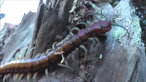 Giant Centipede New Zealand. #largecentipede. #nativecentipede