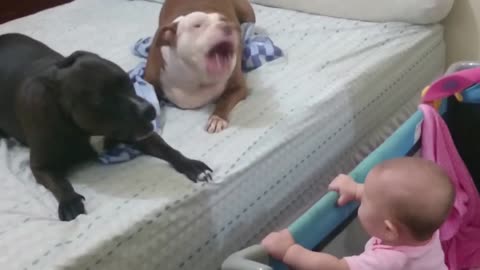 pit bull stands face to face with a baby