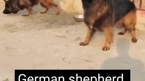 German shepherd the most aggressive dog Quality 4K dog breed German shepherd 2023
