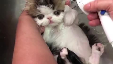 A cat that loves bath