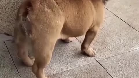 🤣funny dog video#3😂