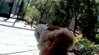 Butch The Dog goes to the Phoenix zoo! Part 4