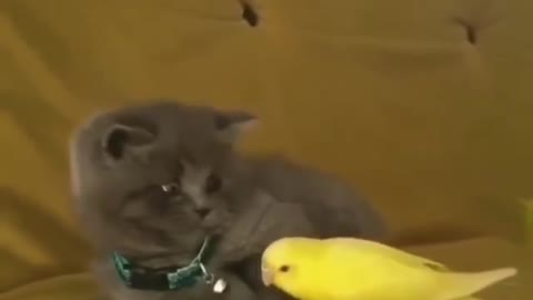 the cute kitten and her little yellow friend