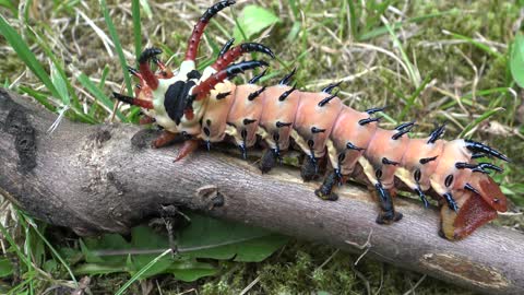 The Impressive Hickory Horned Devil Caterpillar