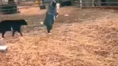 Funny animals 😄hub,funny animals club youtube 🤣 funny animals dancing 💃😄, funny animals fighting