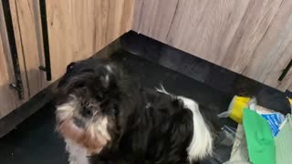 Lola Shih Tzu begs for a treat