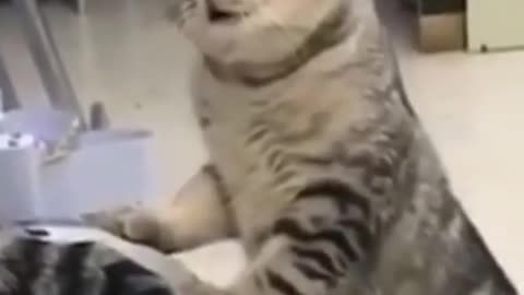 Funny Cat Singing a Song
