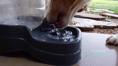 Amazing time warp dog drinking