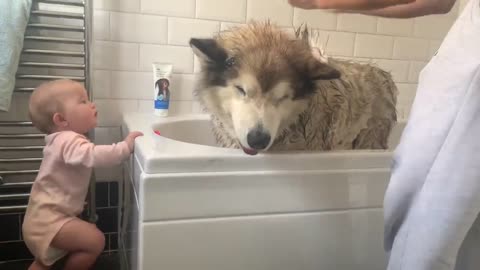 Giant Sulking Dog Hates Bath Time But Baby Helps Him (Cutest Duo EVER!!)-20