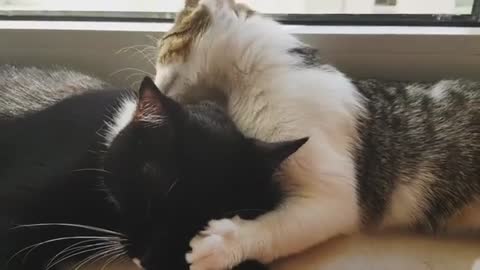 Cat licking the eyes Of Another