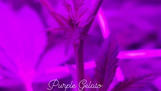 Purple Gelato Flowering Transition