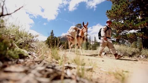 Marine Corps Horse Training