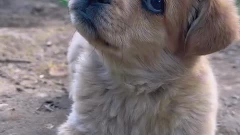 Cute puppy