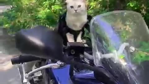 Biker cat 🐱