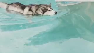 Husky swimming in pool