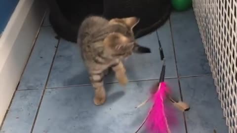 2 Kitten Playing With The Same Toy