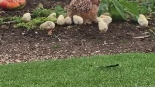 Mom welove chickens in the garden with her kids