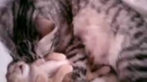 Half-Asleep Mother Cat Feels Her Baby Is Restless Having Bad Dreams, Just See Her Reaction
