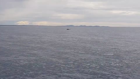 Whale jumps out of nowhere during sight seeing tour.