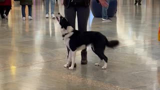 Training A Dog With Distractions