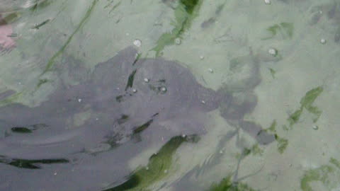 Huge Snapping Turtle At Hart Springs Florida