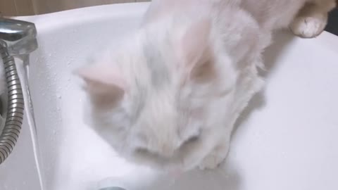 cat is drinking water.