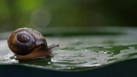 Record Of a snail slowly moving across a twig