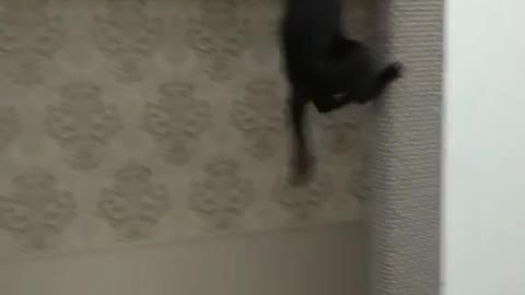 Spider cat