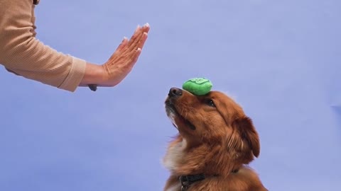 Dog Learning and Performing Training Commands