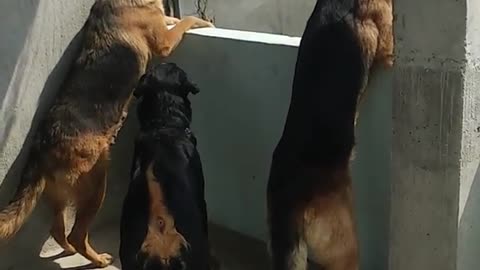 Fight morning seen Rottweiler vs German shepherd