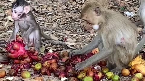 monkeys filmed at a banquet 🐒🙈🙉🙊