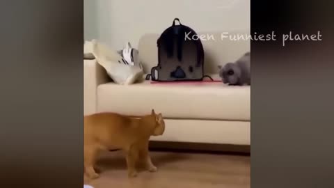 Cats and Dogs are the FUNNIEST 😂 Compilation