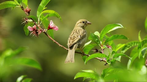 Birdsongs: A Path to Calm the Mind, Soothe Emotions, and Find Inner Peace.