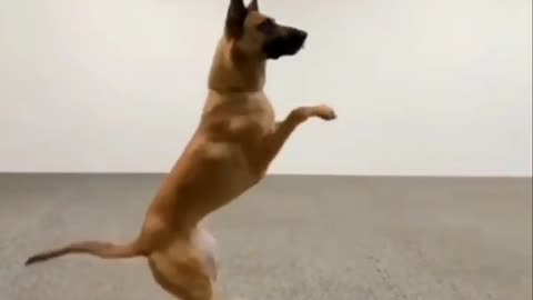 Dog training on one leg