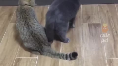 other funny moments.Cute and funny cats