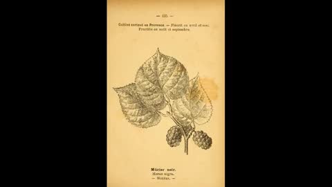 Mulberry Domestication