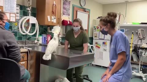 VIRAL A male umbrella cockatoo dancing with Vet Hospital Staff