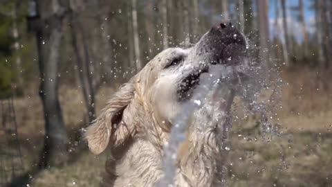 Doge drink water slow-motion