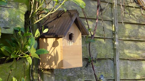 blue-tit-bird-box-bird-house-garden